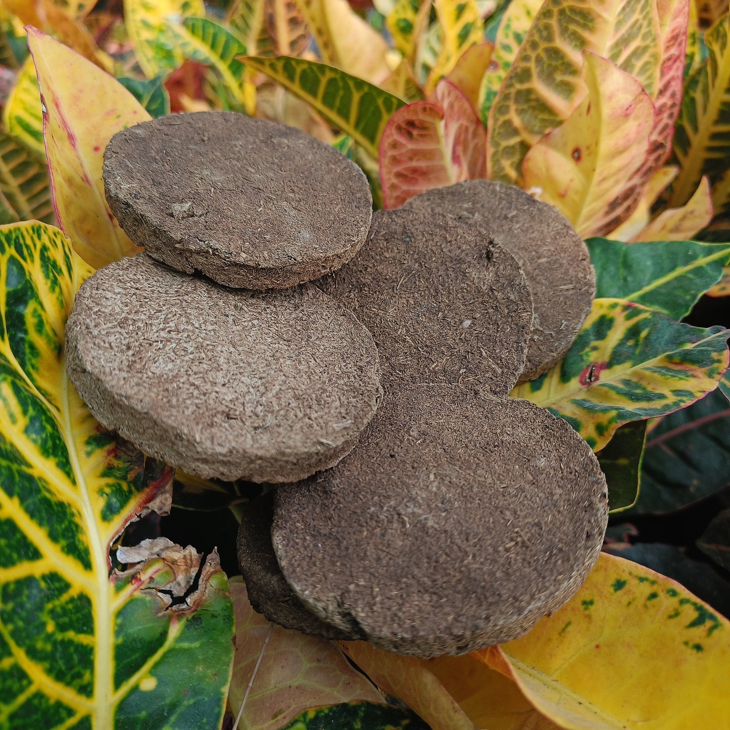 Plant growth biscuits pack of 25 ЁЯлУ