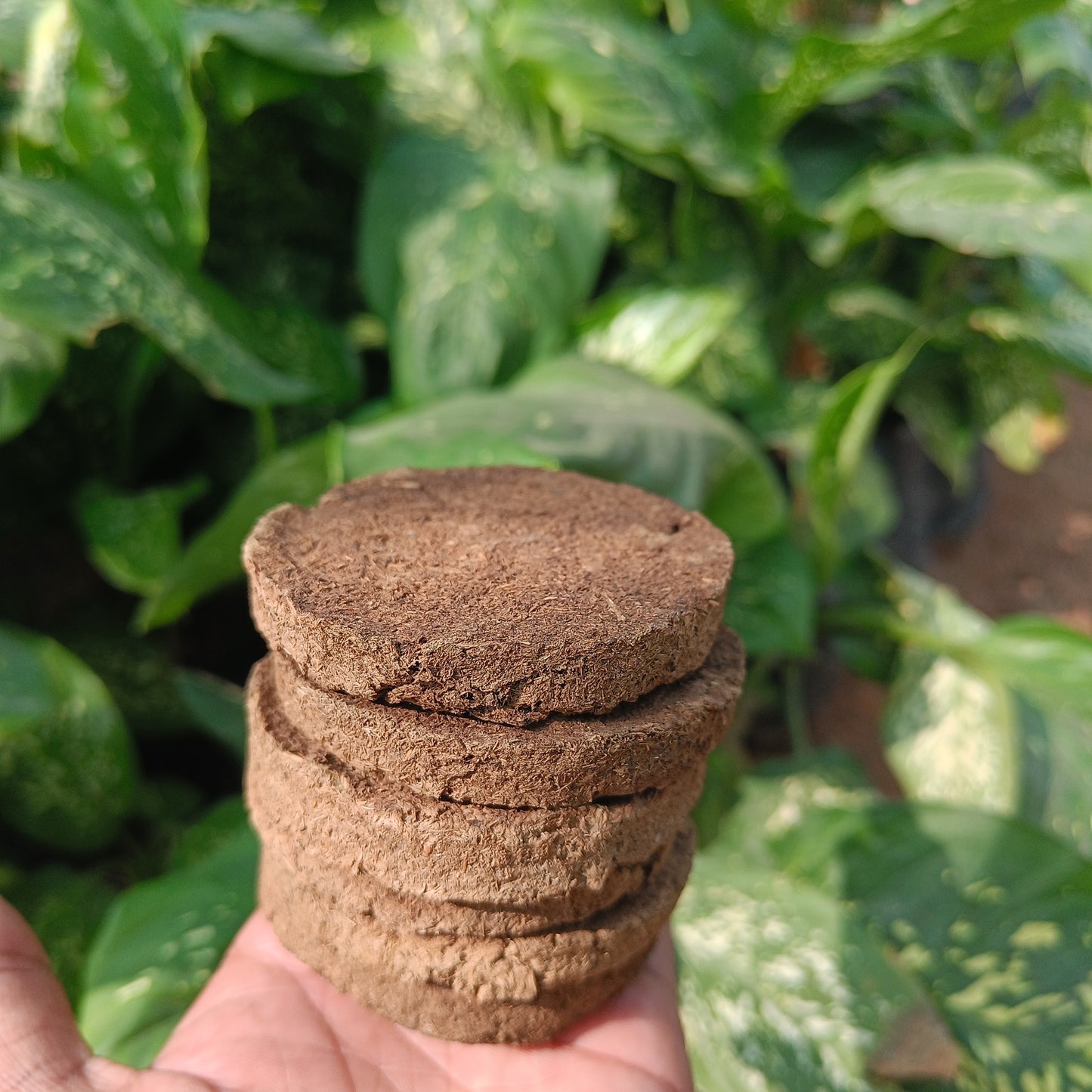 Plant growth biscuits pack of 25 ЁЯлУ