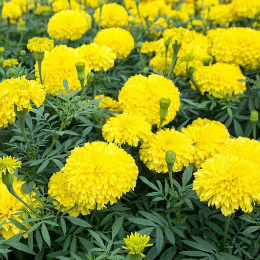 African Marigold Yellow