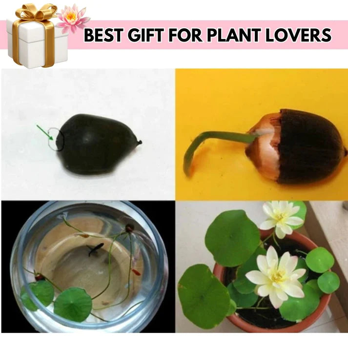 Lotus Premium Bonsai Seeds Buy 1 Get 1 Free (100seeds)