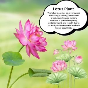 Lotus Seed and Flower Seed Combo (46 Varieties of Packet)