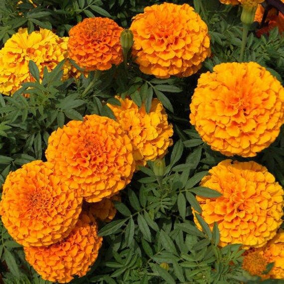 African Marigold Orange