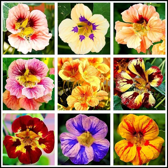 Vegetable & Flower Seeds Pack for All season (90 varieties of Seeds)