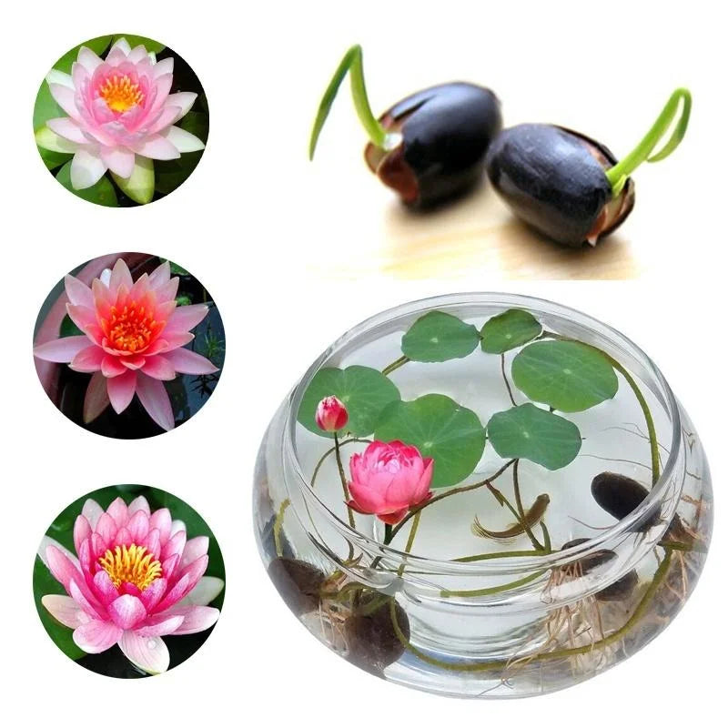 Lotus Premium Bonsai Seeds Buy 1 Get 1 Free (100seeds)