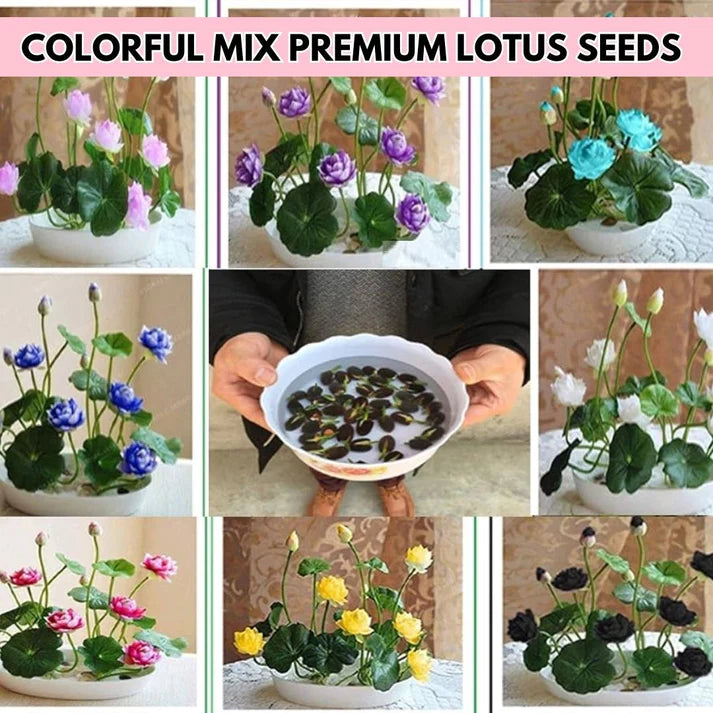 Lotus Premium Bonsai Seeds Buy 1 Get 1 Free (100seeds)