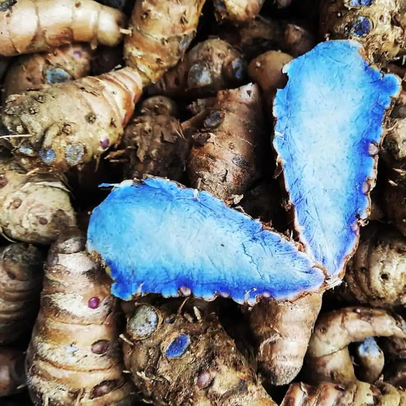 Black Turmeric Bulbs