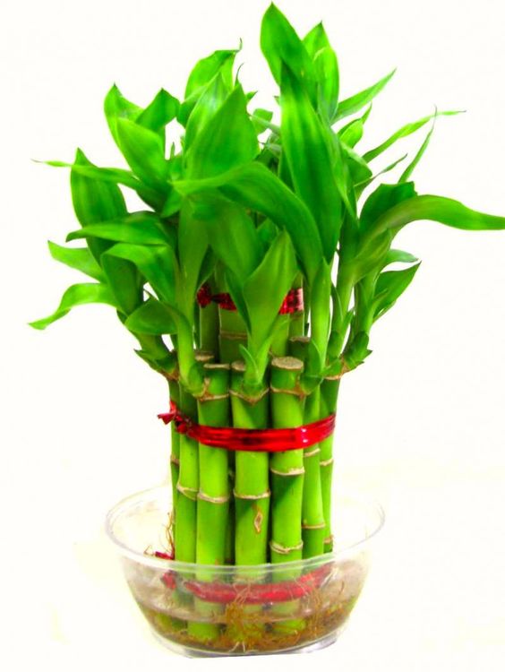 2 Layer Bamboo Plant