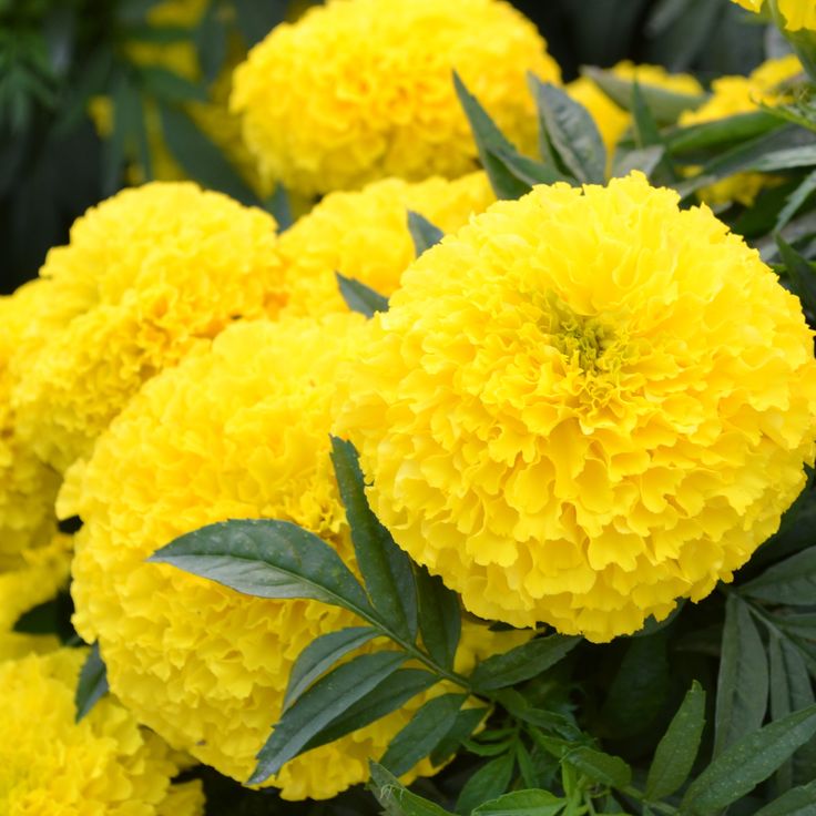 African Marigold Yellow