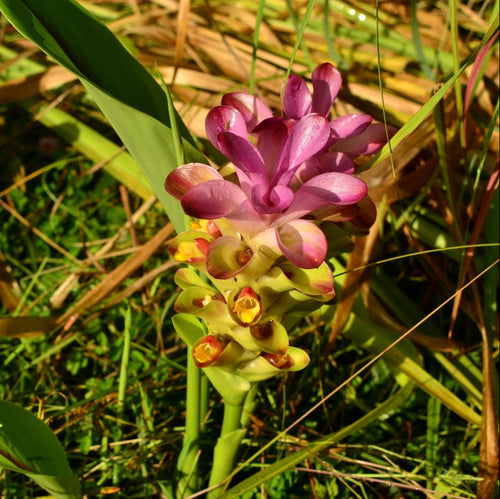 Black Turmeric Bulbs