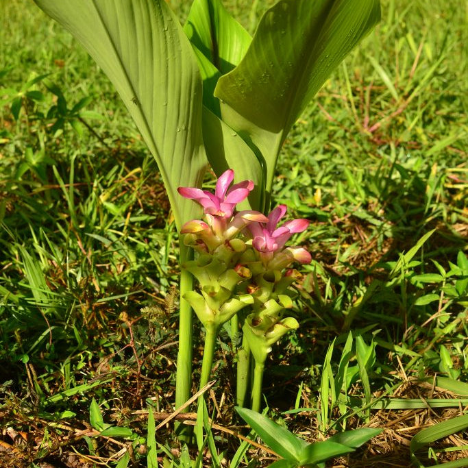Black Turmeric Bulbs