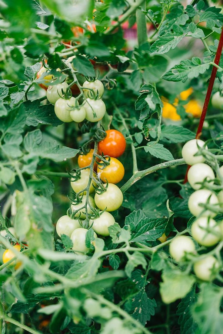 Cherry Tomato Seeds