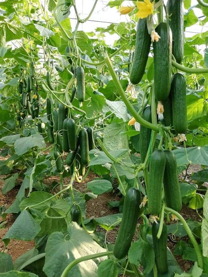 Cucumber Seeds