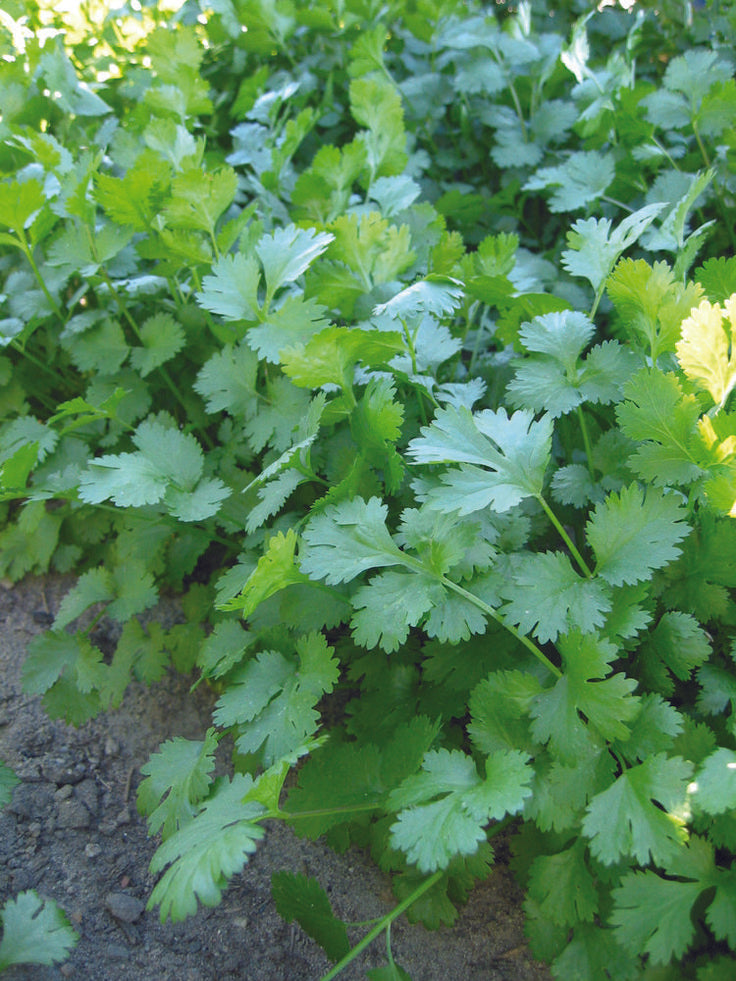 Coriander Seeds