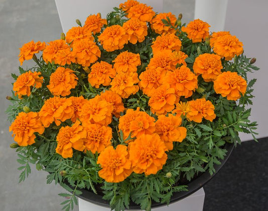 French Marigold Orange