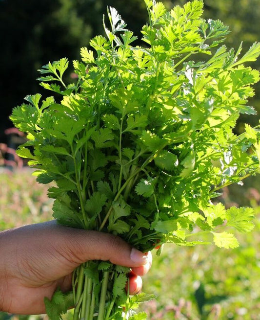 Coriander Seeds