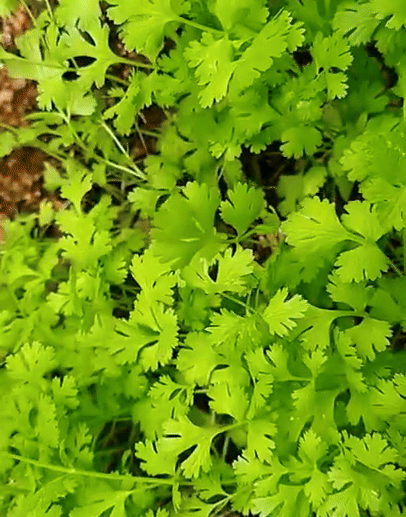 Coriander Seeds
