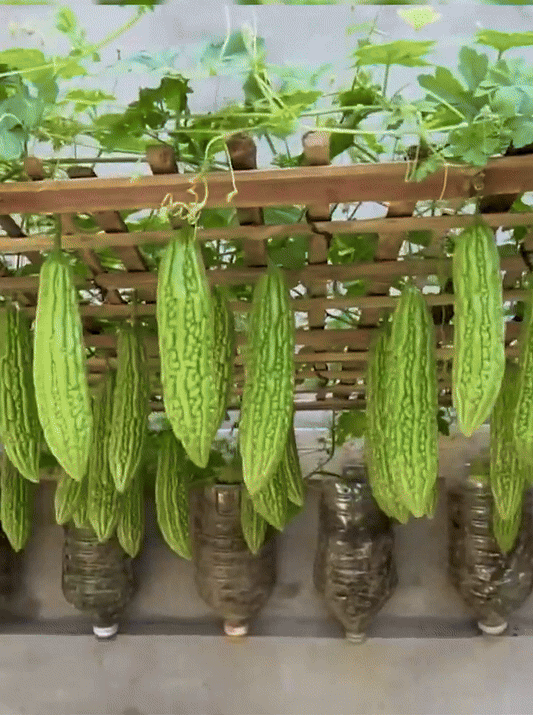 Bitter Gourd