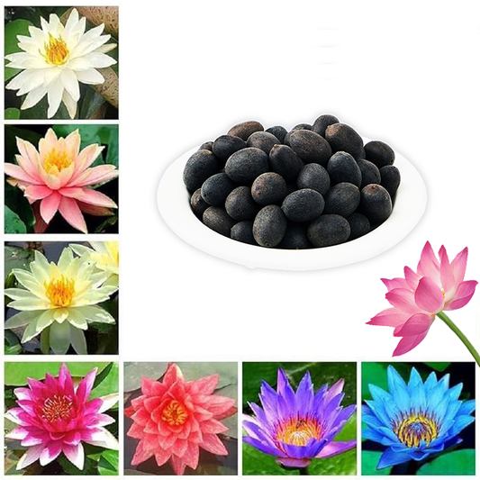 Lotus Premium Bonsai Seeds Buy 1 Get 1 Free (100seeds)