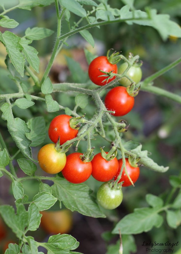 Cherry Tomato Seeds