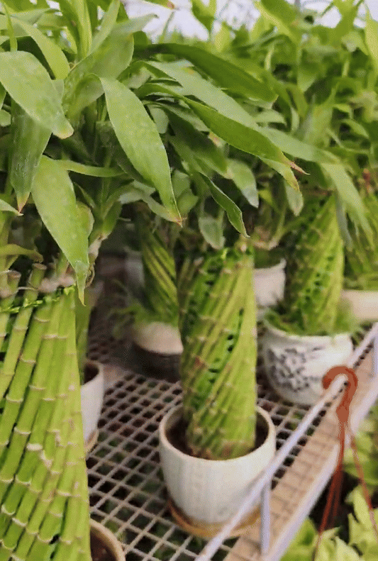 Lucky Bamboo Straight Stick  (Pack of 1)