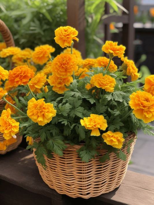 French Marigold Yellow