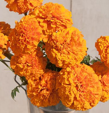 French Marigold Orange