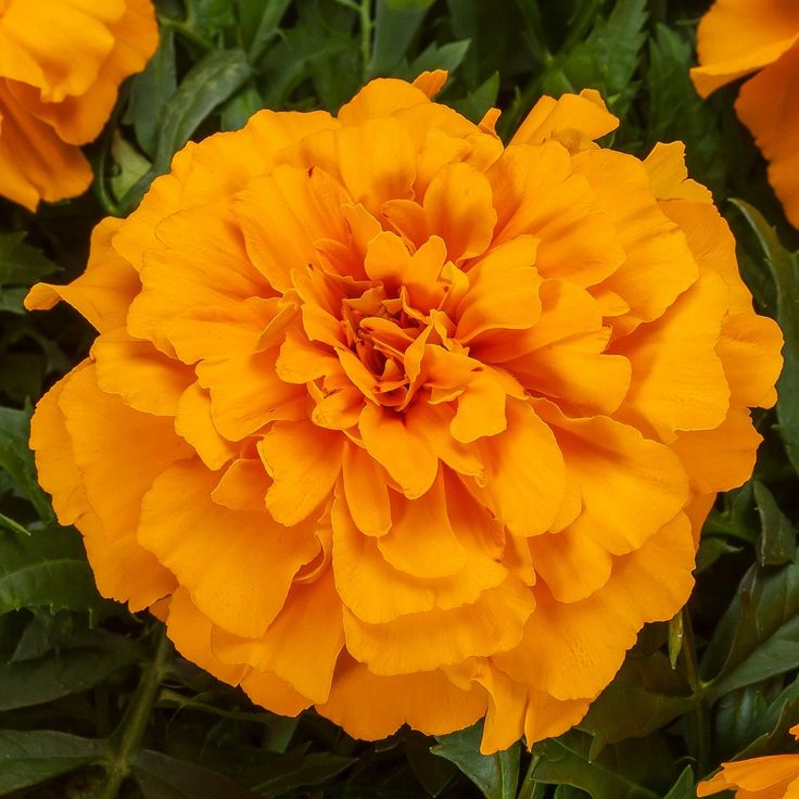 French Marigold Yellow