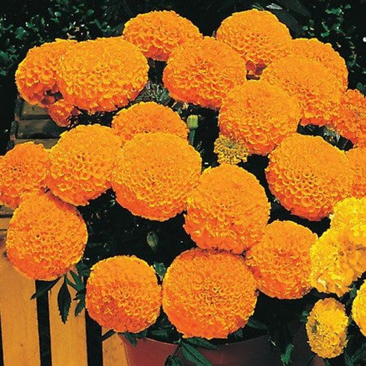 African Marigold Orange