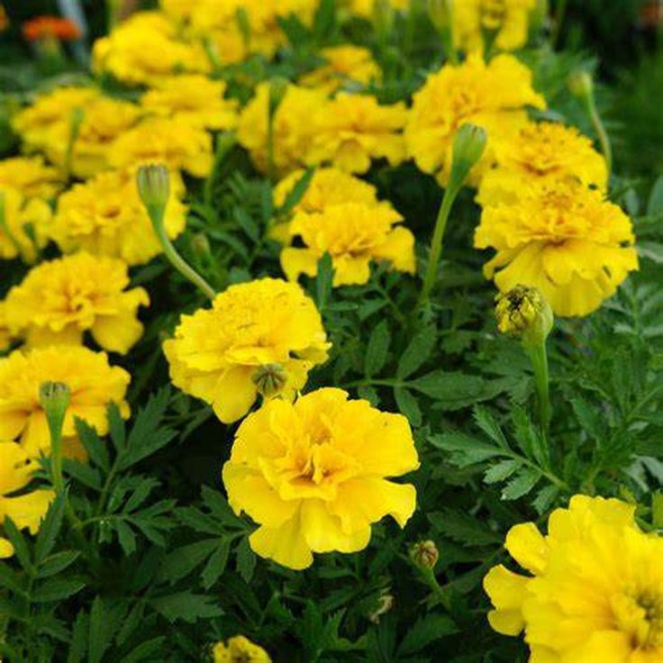 French Marigold Yellow