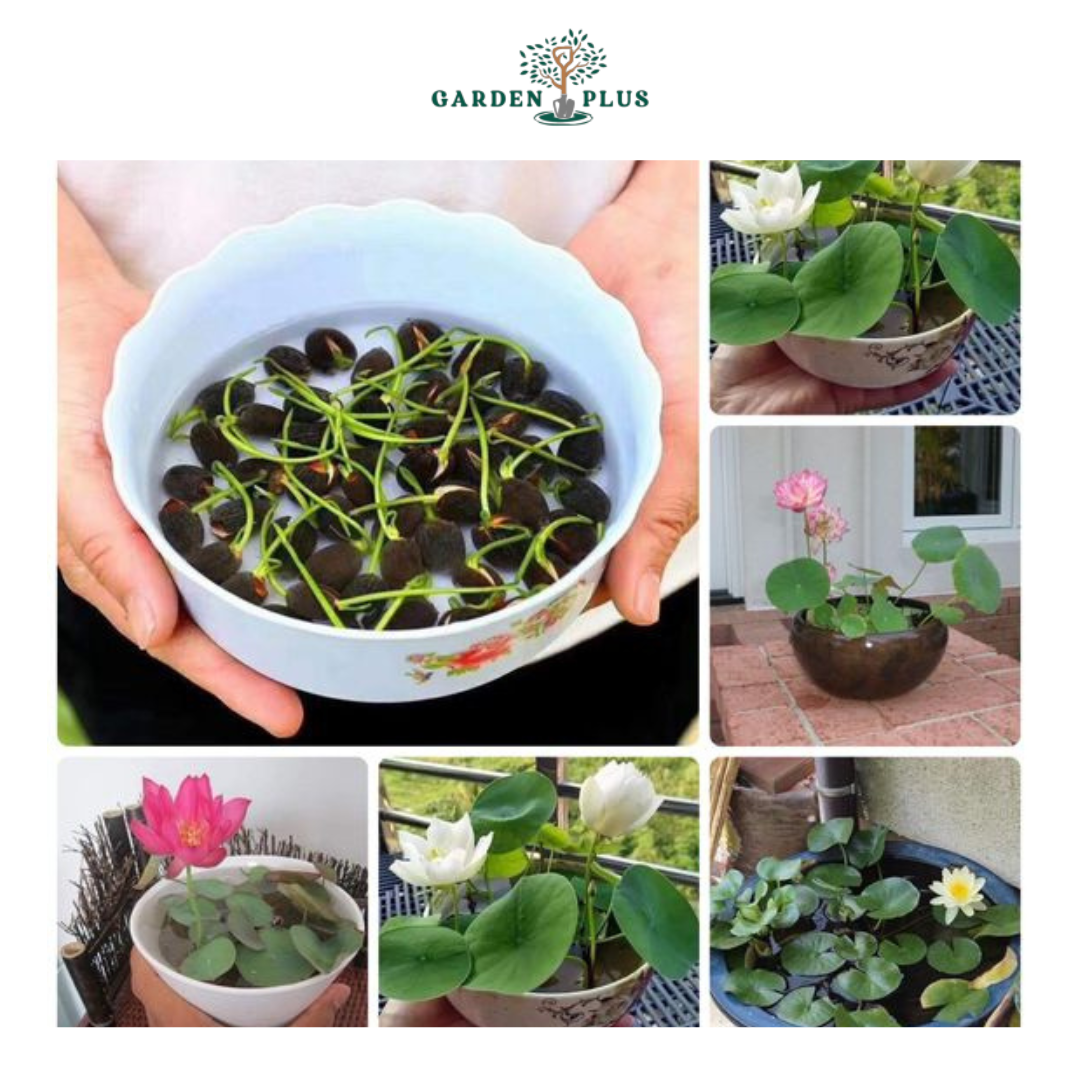 Lotus Premium Bonsai Seeds Buy 1 Get 1 Free (100seeds)