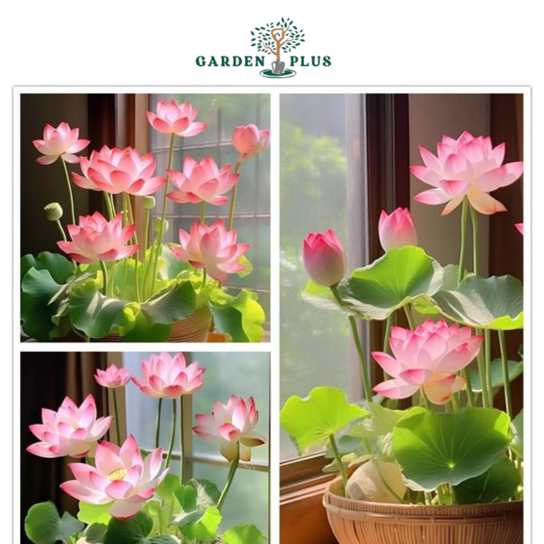 Lotus Premium Bonsai Seeds Buy 1 Get 1 Free (100seeds)