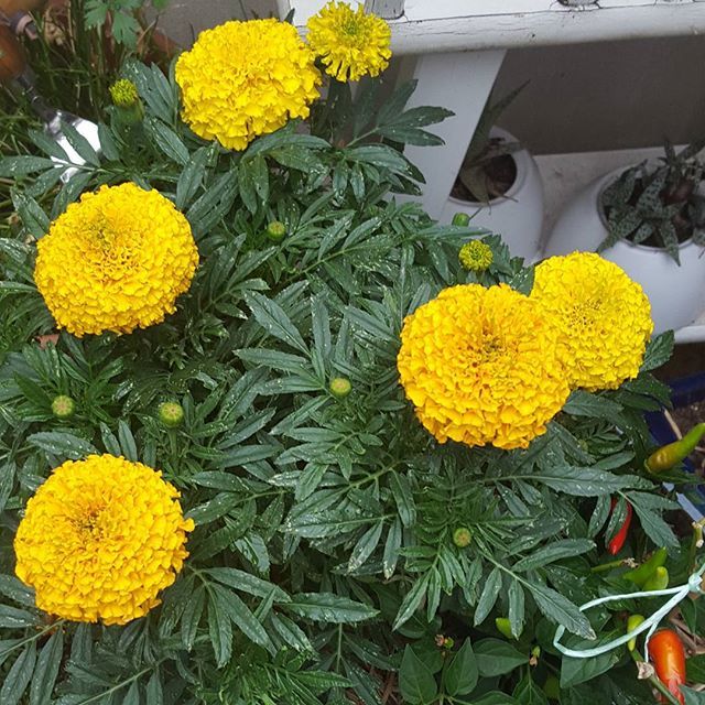 African Marigold Yellow