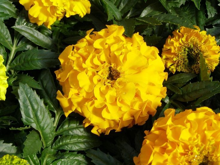 French Marigold Yellow