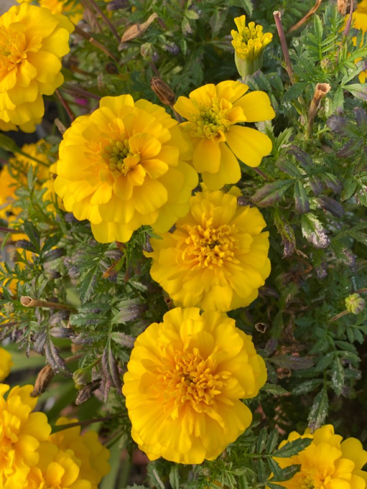 French Marigold Yellow