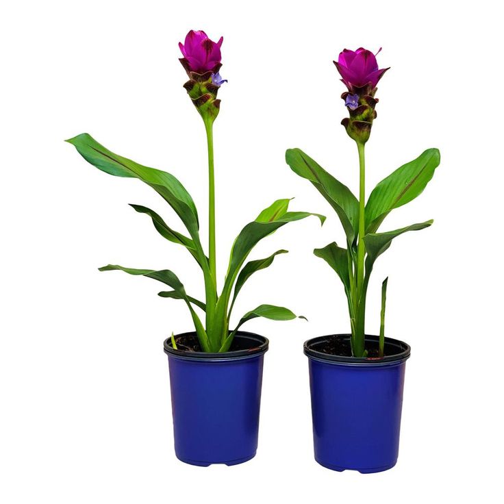 Black Turmeric Bulbs