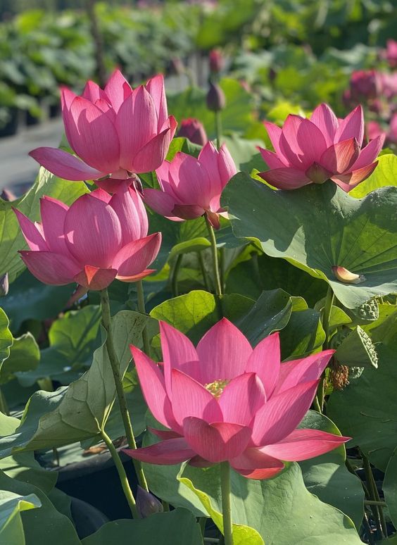 Lotus Premium Bonsai Seeds Buy 1 Get 1 Free (100seeds)