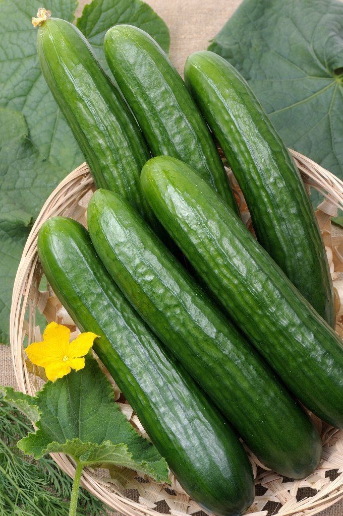 Cucumber Seeds