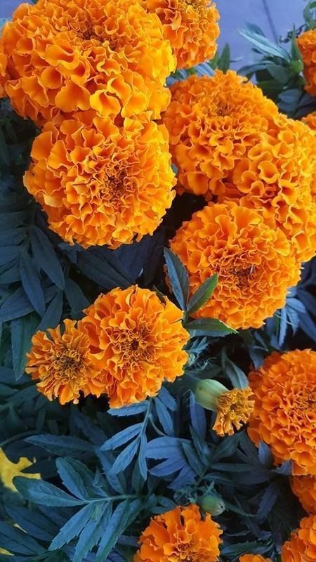 French Marigold Orange