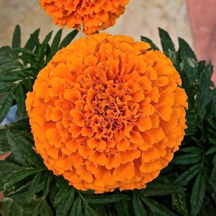 African Marigold Orange