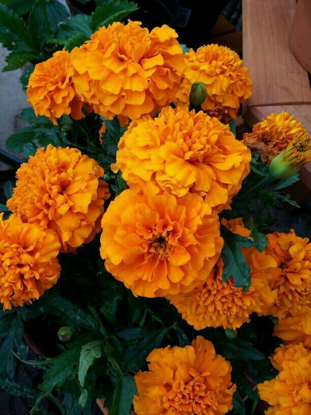 French Marigold Orange