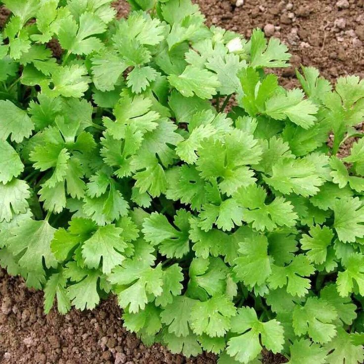 Coriander Seeds