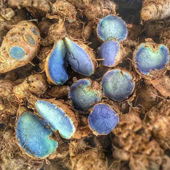 Black Turmeric Bulbs