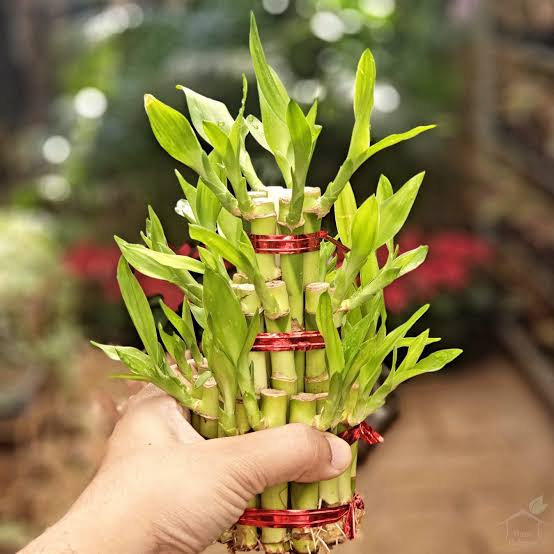 3 Layer Bamboo Plant