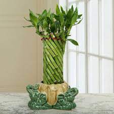 Lucky Bamboo Straight Stick  (Pack of 1)