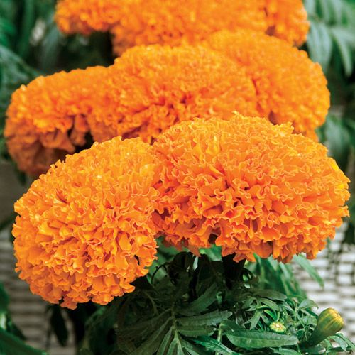 African Marigold Orange