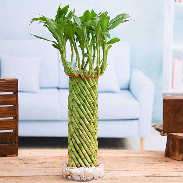 Lucky Bamboo Straight Stick  (Pack of 1)